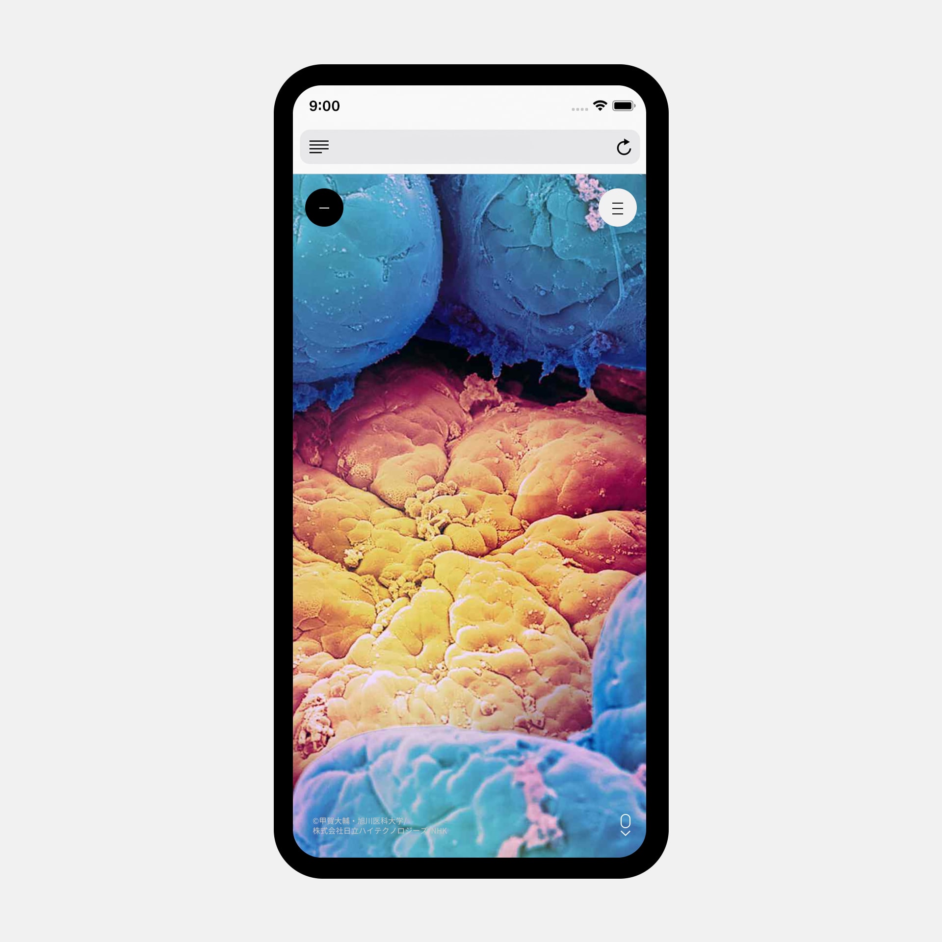 Human Body The Giant Mystic Network Nhk Special Whatever Inc Human Body The Giant Mystic Network Nhk Special Whatever Inc